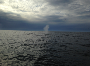 Whale spout